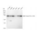 KD-Validated Phospho-PKCA (T497) Rabbit mAb (20 μl)