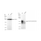 KD-Validated RUNX1/RUNX2/RUNX3 Rabbit mAb (20 μl)