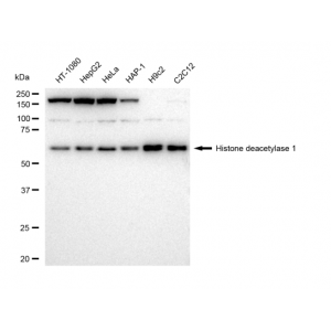 KD-Validated HDAC1 Rabbit mAb (20 μl)