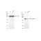 KD-Validated HNRNPK Rabbit mAb (20 μl)