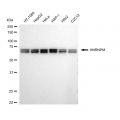 KD-Validated HNRNPM Rabbit mAb (20 μl)