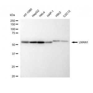 KD-Validated LMAN1 Rabbit mAb (20 μl)