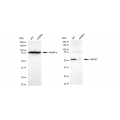 KD-Validated LMAN1 Rabbit mAb (20 μl)