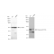 KD-Validated Phospho-p38 (T180) Rabbit mAb (20 μl)