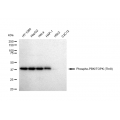 KD-Validated Phospho-PBK (Thr9) Rabbit mAb (20 μl)