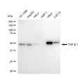 KD-Validated TGFB1 Rabbit mAb (20 μl)