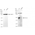 KD-Validated TGFB1 Rabbit mAb (20 μl)