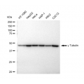 KD-Validated TUBG1 Rabbit mAb (20 μl)