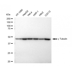 KD-Validated TUBG1 Rabbit mAb (20 μl)