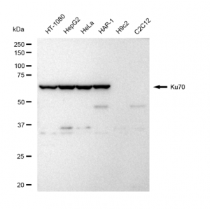 KD-Validated Ku70 Rabbit mAb (20 μl)