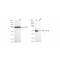 KD-Validated CCDC98 Rabbit mAb (20 μl)