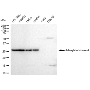 KD-Validated AK4 Rabbit mAb (20 μl)
