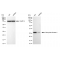 KD-Validated AK4 Rabbit mAb (20 μl)