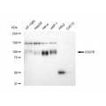 KD-Validated CD276 Rabbit mAb (20 μl)