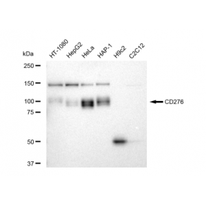 KD-Validated CD276 Rabbit mAb (20 μl)