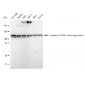 KD-Validated CYFIP1 Rabbit mAb (20 μl)