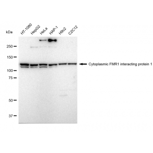 KD-Validated CYFIP1 Rabbit mAb (20 μl)