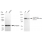 KD-Validated CYFIP1 Rabbit mAb (20 μl)