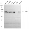 KD-Validated DCP1A Rabbit mAb (20 μl)