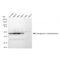 KD-Validated DGAT1 Rabbit mAb (20 μl)