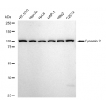 KD-Validated DNM2 Rabbit mAb (20 μl)