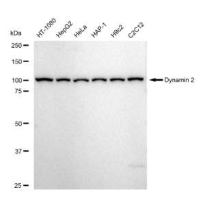 KD-Validated DNM2 Rabbit mAb (20 μl)