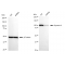 KD-Validated DNM2 Rabbit mAb (20 μl)
