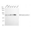 KD-Validated DPP3 Rabbit mAb (20 μl)