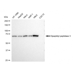 KD-Validated DPP3 Rabbit mAb (20 μl)