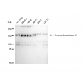 KD-Validated DROSHA Rabbit mAb (20 μl)