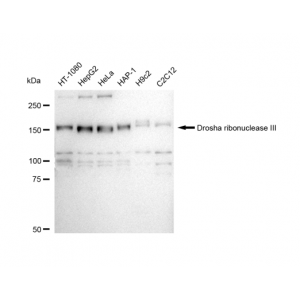 KD-Validated DROSHA Rabbit mAb (20 μl)