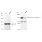 KD-Validated DROSHA Rabbit mAb (20 μl)