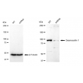 KD-Validated DSC1 Rabbit mAb (20 μl)