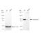 KD-Validated DSC1 Rabbit mAb (20 μl)