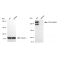 KD-Validated DSP Rabbit mAb (20 μl)