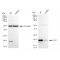 KD-Validated DUT Rabbit mAb (20 μl)