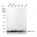 KD-Validated DYNLL1 Rabbit mAb (20 μl)