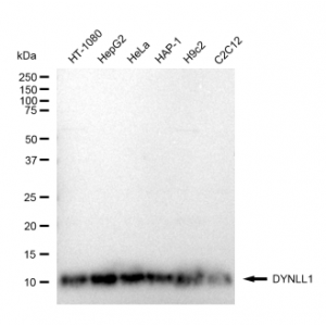 KD-Validated DYNLL1 Rabbit mAb (20 μl)