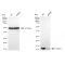KD-Validated DYNLL1 Rabbit mAb (20 μl)