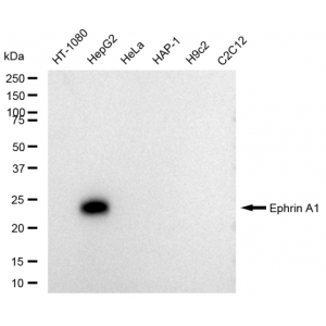 KD-Validated Ephrin A1 Rabbit mAb (20 μl)