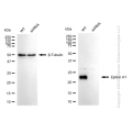 KD-Validated Ephrin A1 Rabbit mAb (20 μl)