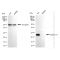 KD-Validated Ephrin A1 Rabbit mAb (20 μl)