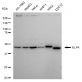 KD-Validated ELP4 Rabbit mAb (20 μl)
