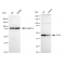KD-Validated ELP4 Rabbit mAb (20 μl)