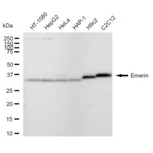 KD-Validated Emerin Rabbit mAb (20 μl)