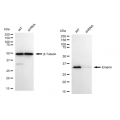 KD-Validated Emerin Rabbit mAb (20 μl)