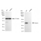 KD-Validated Emerin Rabbit mAb (20 μl)