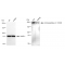 KD-Validated CD249 Rabbit mAb (20 μl)