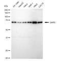 KD-Validated GARS Rabbit mAb (20 μl)