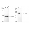 KD-Validated GARS Rabbit mAb (20 μl)